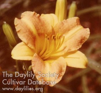 Daylily Tiny Grit